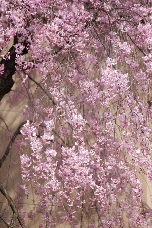 2011-12.4.13北側枝垂れ桜　美しい下り枝.jpg